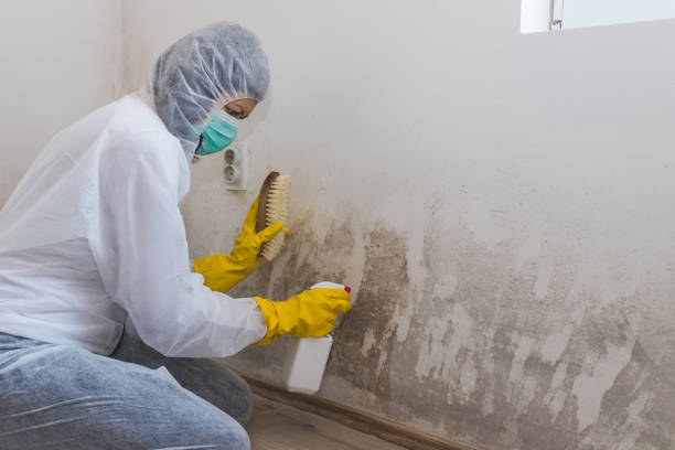 Brookfield, NJ Mold Removal Company